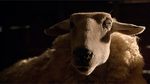 Watch the movie clip "Hating Wolves" from "Babe"
