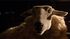 Babe-movie-clip-screenshot-hating-wolves_thumb