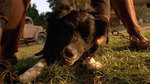 Watch the movie clip "Rex’s Story " from "Babe"