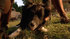 Babe-movie-clip-screenshot-rexs-story_thumb