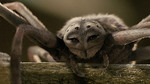Watch the movie clip "Miracle Is You" from "Charlotte's Web"