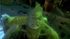 How-the-grinch-stole-christmas-movie-clip-screenshot-everything-i-need_thumb