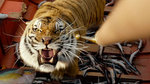 Watch the movie clip "Flying Fish" from "Life Of Pi"