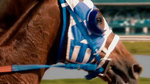 Secretariat-movie-clip-screenshot-book-of-job_small