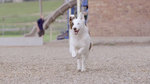 Watch the movie clip "Where’d You Come From?" from "The Stray"
